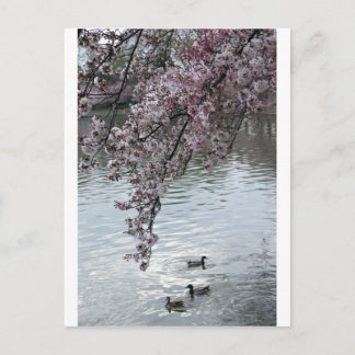 Cartão Postal Cherry Blossoms Washington DC