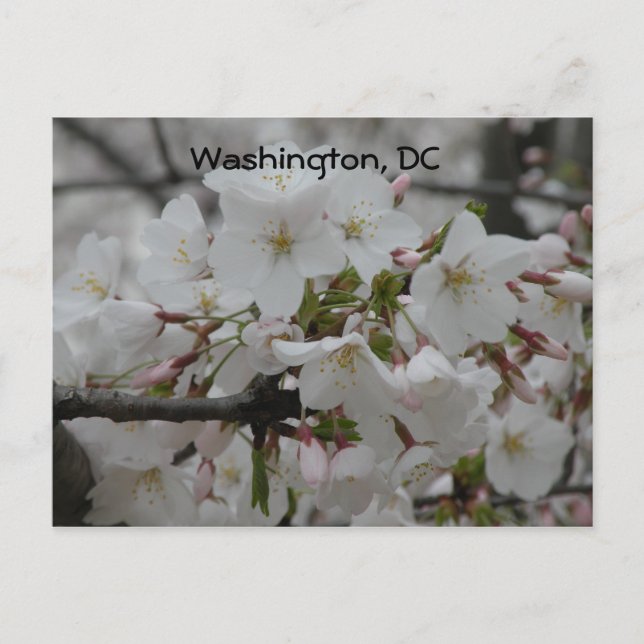 Cartão Postal Cherry Blossoms: Washington, DC Postcard (Frente)