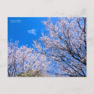 Cartão Postal Cherry Plum [Cartão postal]