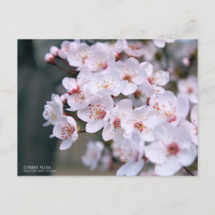 Cartão Postal Cherry Plum:Cartão postal