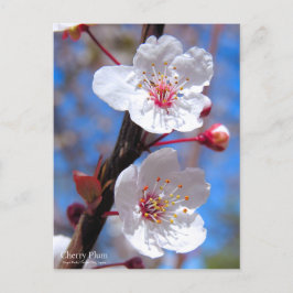 Cartão Postal Cherry Plum [Cartão postal]