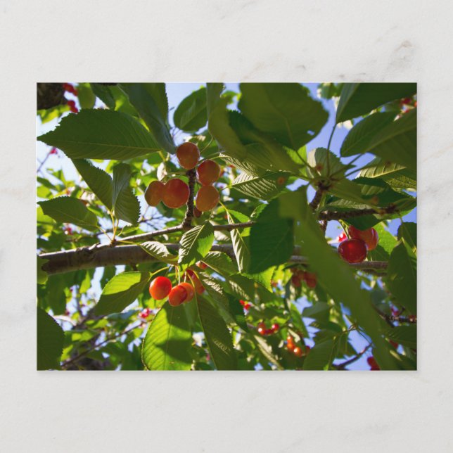 Cartão Postal Cherry Tree, Michigan (Frente)