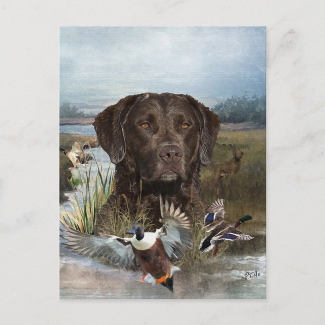 Cartão Postal Chesapeake Bay Retriever, Arte (Frente)