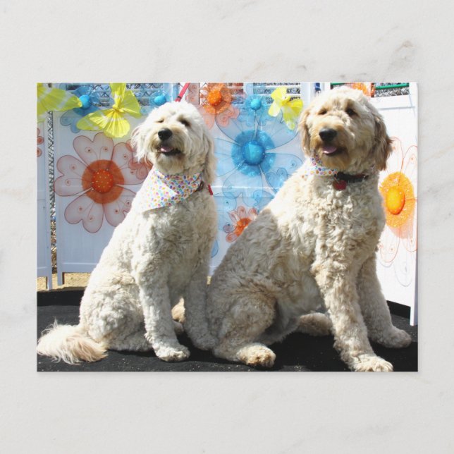 Cartão Postal Chester e Lilly - GoldenDoodle -7 (Frente)