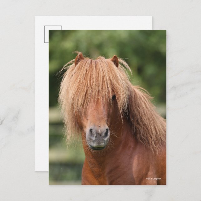 Cartão Postal Chestnut Shetland Pony Stallion headshot (Frente/Verso)