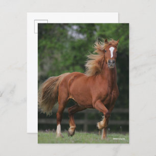 Cartão Postal Chestnut Welsh Pony Mane and Tail Fluir