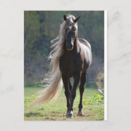 Cartão Postal Cheval