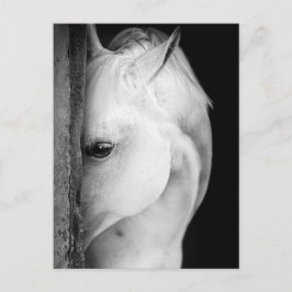 Cartão Postal Cheval noir et blanc
