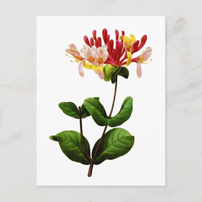 Cartão Postal Chevrefeuille by Joseph Pierre Redoute (Frente)