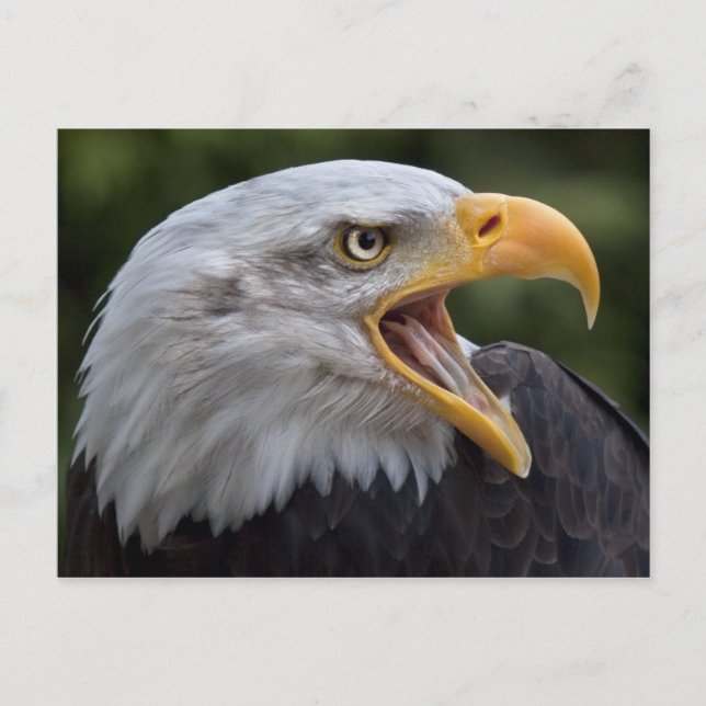 Cartão postal Cheyenne (Frente)