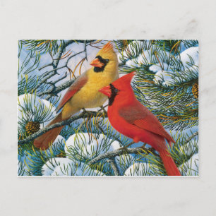 Cartão Postal Chic Belos Cardinhos Vermelhos De Natal E Neve