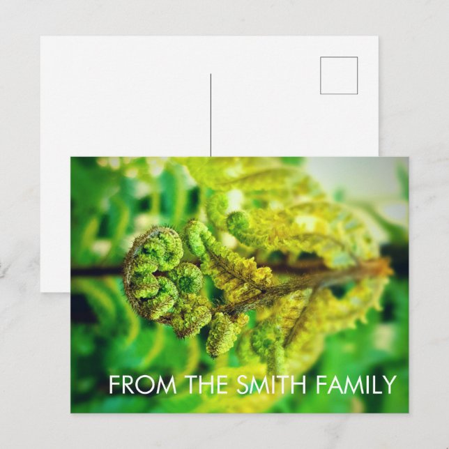 CARTÃO POSTAL CHIC GREEN LEAFY TROPICAL FERN NEW ZEALAND (Frente/Verso)