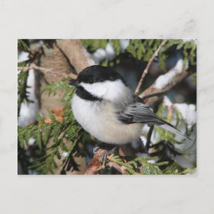 Cartão Postal Chickadee_9530