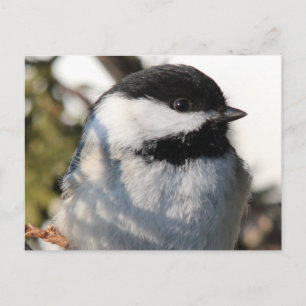 Cartão Postal Chickadee 9693