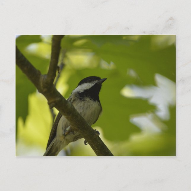 CARTÃO POSTAL CHICKADEE DE CABO PRETO (Frente)