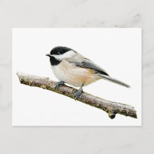 Cartão Postal Chickadee na Ramificação