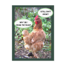 Chicken Humor