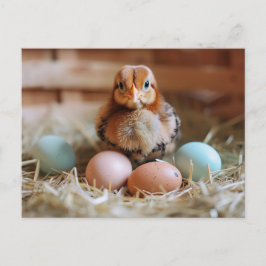 Cartão Postal Chicken Next to Easter Nest with Colorful Eggs