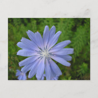 Cartão Postal Chicorée