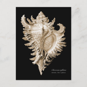 Cartão Postal Chicoreus ramosus