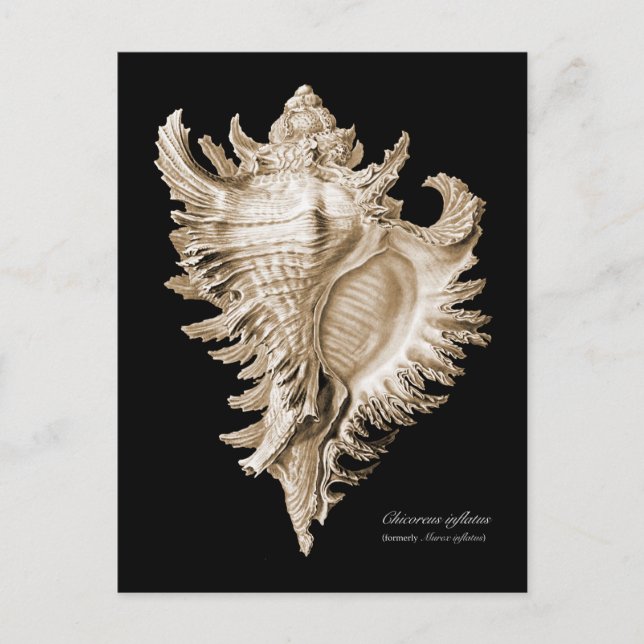 Cartão Postal Chicoreus ramosus (Frente)