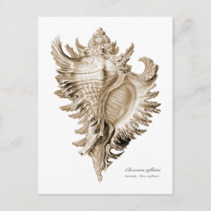 Cartão Postal Chicoreus ramosus