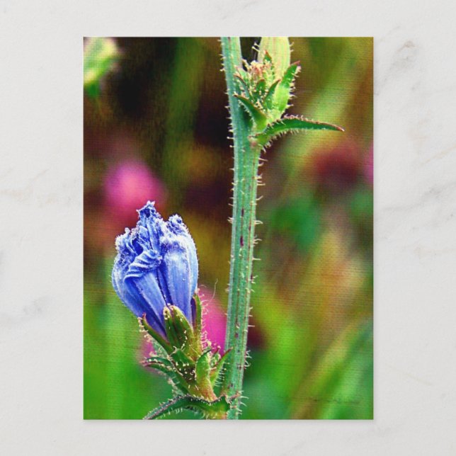 Cartão Postal Chicória Não Aberta (Frente)