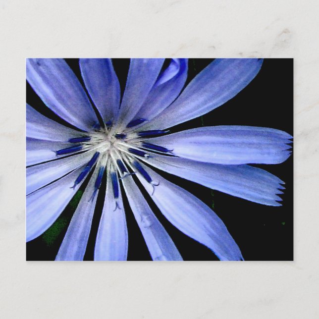 Cartão Postal Chicory Collection (Frente)