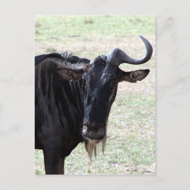 Cartão Postal chifre de gnu (Frente)