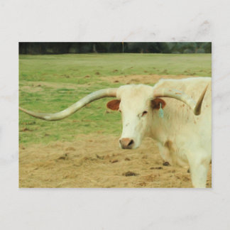 Cartão Postal Chifre Longo Branco