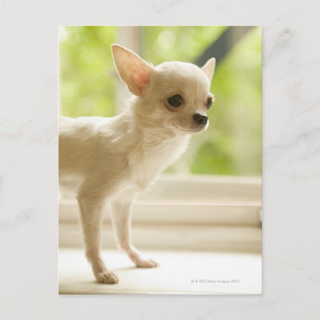 Cartão Postal Chihuahua (Frente)