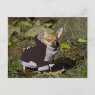 Cartão Postal Chihuahua chique