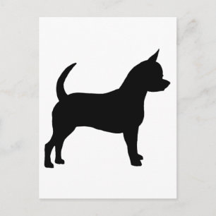 Cartão Postal Chihuahua Dog