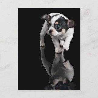 Cartão Postal Chihuahua em preto