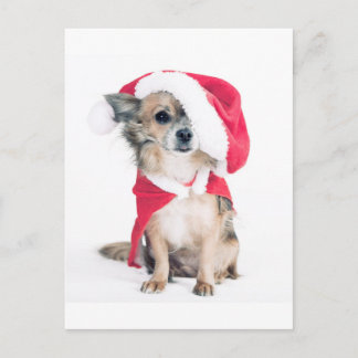 Cartão Postal Chihuahua im Weihnachtskostüm