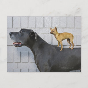Cartão Postal Chihuahua nas costas de Great Dane