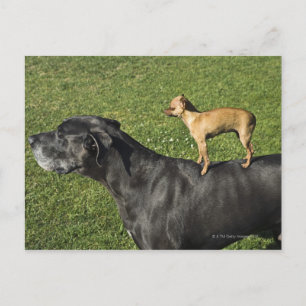 Cartão Postal Chihuahua nas costas de Great Dane 2