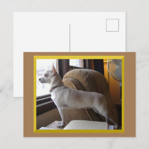 Cartão postal Chihuahua no escritório