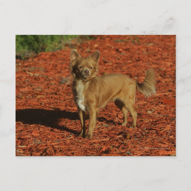 Cartão Postal Chihuahua olhando para a câmera (Frente)