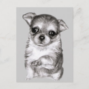 Cartão Postal Chihuahua Painting