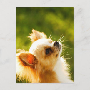 Cartão Postal Chihuahua Portrait