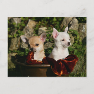 Cartão Postal Chihuahua Puppies