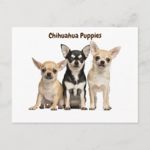 Cartão Postal Chihuahua Puppies Possuindo foto