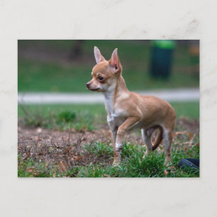 Cartão Postal Chihuahua Puppy
