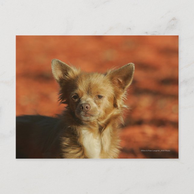 Cartão Postal Chihuahua Puppy (Frente)