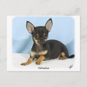 Cartão Postal Chihuahua puppy 9W079D-027