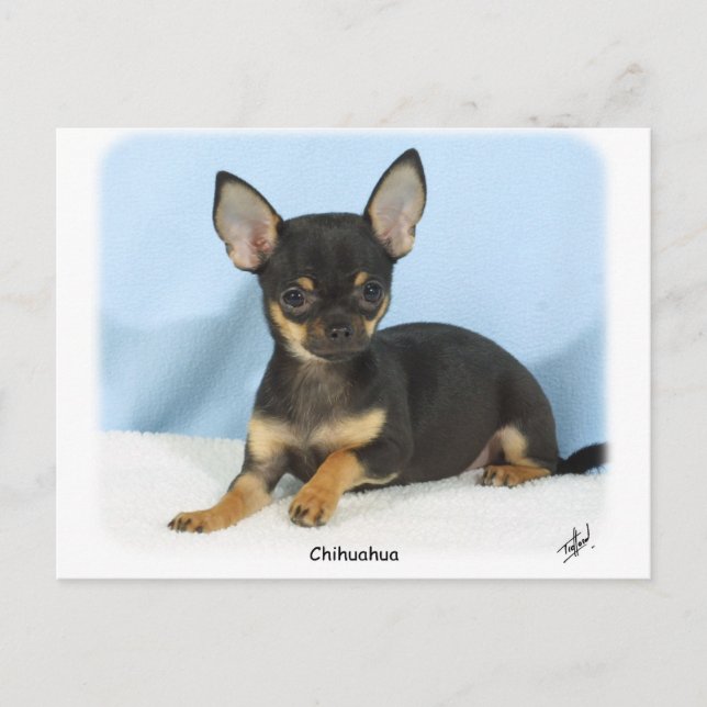 Cartão Postal Chihuahua puppy 9W079D-027 (Frente)