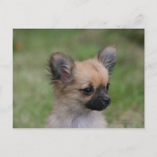 Cartão Postal Chihuahua Puppy de longa distância olhando para a