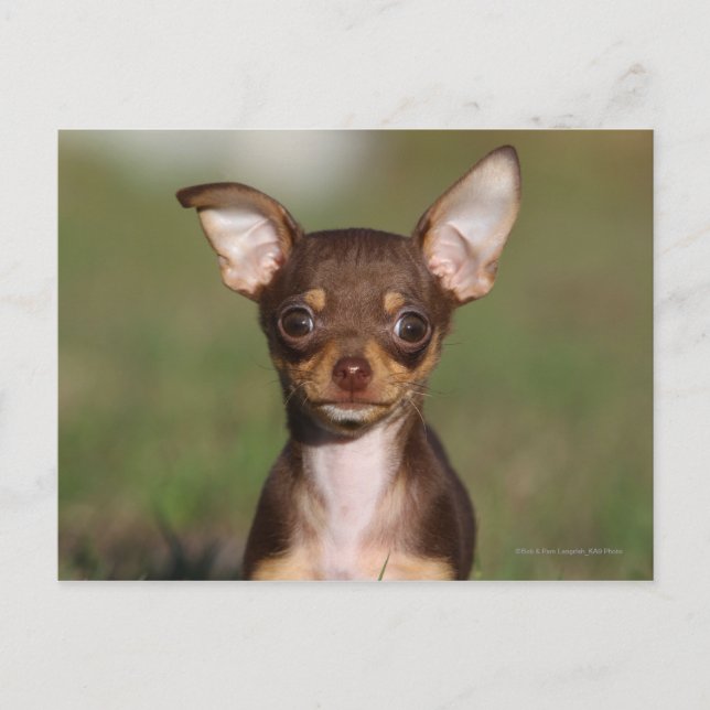 Cartão Postal Chihuahua Puppy olhando para a câmera (Frente)