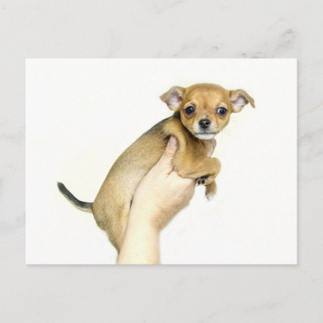 Cartão Postal Chihuahua Puppy Postcard (Frente)